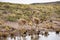 Vicunas in the meadows of Atacama region