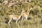 Vicunas in the meadows of Salta province