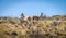 Vicunas near Serrania de Hornocal, the fourteen colors hill at Quebrada de Humahuaca - Humahuaca, Jujuy, Argentina