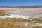 Vicunas at the Ojos de Mar close to the town of Tolar Grande in Puna, Argentina