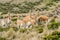 Vicunas in the peruvian Andes Arequipa Peru