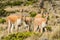 Vicunas in the peruvian Andes Arequipa Peru