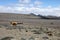 Vicunas on the road side near Chimborazo, Ecuador