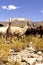 Vicunas- Salar de Uyuni, Bolivia