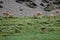 Vicunas Vicugna vicugna grazing in a meadow.