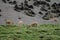 Vicunas Vicugna vicugna grazing in a meadow.