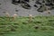 Vicunas Vicugna vicugna grazing in a meadow.