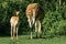 Vicunas  Vicugna Vicugna  relatives of the llama