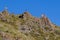 Vicunas, Vicugna Vicugna, relatives of the llama, standing on a hill in the andes, Uspallata, Mendoza, Argentina