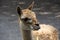 Vicunas, Vicugna Vicugna, relatives of the llama which live in the high alpine areas of the Andes