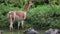 Vicunas, Vicugna Vicugna, relatives of the llama which live in the high alpine areas of the Andes