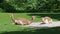 Vicunas, Vicugna Vicugna, relatives of the llama which live in the high alpine areas of the Andes