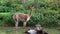 Vicunas, Vicugna Vicugna, relatives of the llama which live in the high alpine areas of the Andes