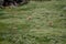 Vicunas Vicugna vicugna running in a meadow.