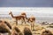 VicuÃ±a in the Chilean Altiplano