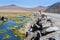 VicuÃ±as and alpacas graze in the Atacama