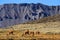 VicuÃ±as grazing in Chile