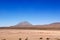 VicuÃ±as under Misti volcano