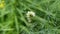 Video 30 seconds of a Black Swallowtail Caterpillar Eating the Dill Plant on which it Hatched