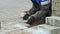 Video 4k resolution. Bricklayer lays brickwork or paving slabs on pavement. Close-up view of hands with instruments.