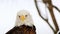 Video of American Bald Eagle - Close up of Head