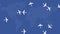 Video animation with planes flying on the world`s map background in blue colour.