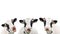 Video animation of three funny cow isolated on a white background. Portrait of three cute cows. Group of cows talk to