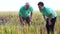 Video Asian senior couple looking at rice field crops. Farm and agricultural business detail