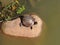 video of a beautiful turtle sunbathing on the rock inside the pond