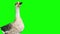 Video of big funny domestic goose standing full length isolated on green background. Goose bird. Farm animals.