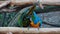 Video birds colorful two funny Parrots Ara