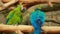 Video birds colorful two funny Parrots Ara