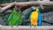 Video birds colorful two funny Parrots Ara