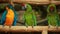 Video birds colorful two funny Parrots Ara