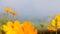 Video blur beautiful yellow flower and blue sky blur landscape natural outdoor background2