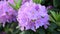 Video of bright rhododendron close up, spring fresh flowers