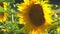 Video of a bright yellow sunflower with two bees seeking pollen in Bern