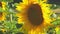 Video of a bright yellow sunflower with two bees seeking pollen in Bern