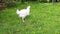 Video broiler chicken walks on a lawn