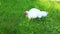 Video broiler chicken walks on a lawn