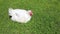 Video broiler chicken walks on a lawn