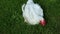 Video broiler chicken walks on a lawn