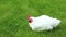 Video broiler chicken walks on a lawn