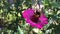 Video of a Bumblebee nectaring on a zinnia flower