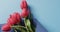 Video of bunch of red tulips with copy space on blue background