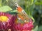 Video butterfly on a flower.