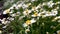 Video. Camomile (chamomile) flowers sways a gentle breeze.  Wasp on a camomile, do not mind eating nectar and collecting