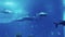 video capturing a shark gracefully swimming in an aquarium oceanarium tank
