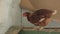 Video of a chicken sitting in a box on eggs.