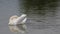 Video clip of a male mute swan
